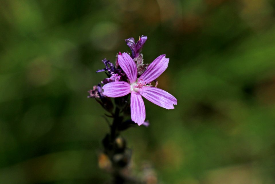 Pedate checker-mallow is federally listed under the ESA