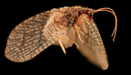 Brown Lacewing, Upper Marlboro 2013-10-18-11.33.42 ZS PMax photo