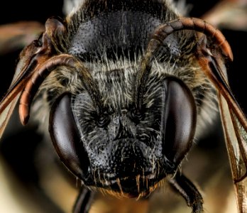 Macropis ciliata, F, Face, MD, Washingtgon County 2013-06-17-16.51.36 ZS PMax