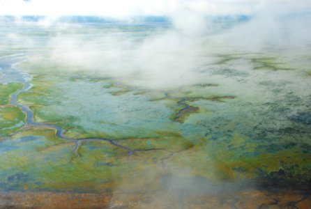 Aerial view of eelgrass in Izembek Lagoon.