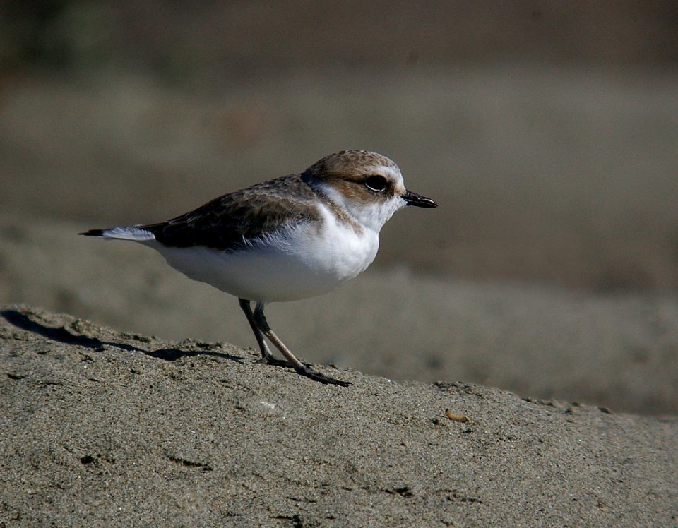 PLOVER, SNOWY 10-29-05 (1)
