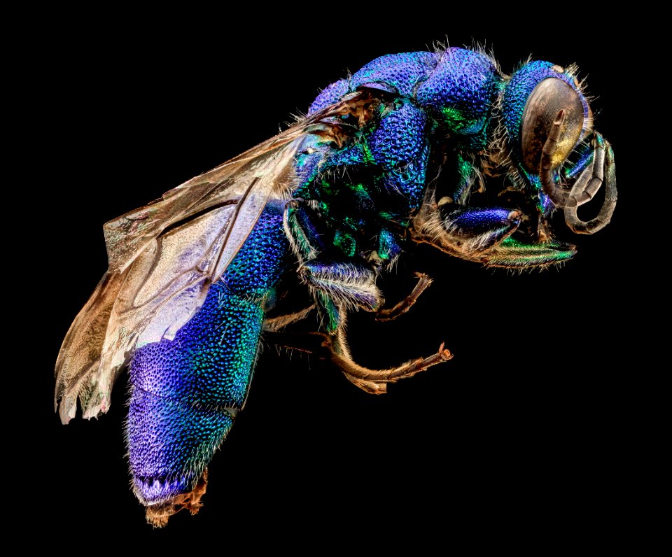 Chrysidid Wasp, U, Side, UT, Utah Co 2013-08-07-17.51.41 ZS PMax