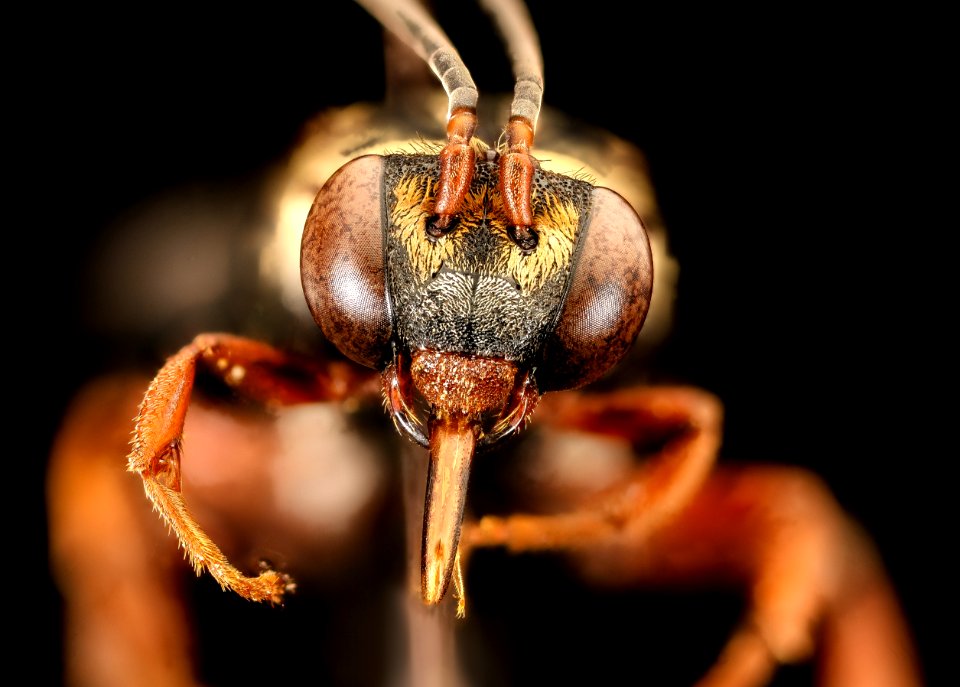 Triepeolus lunatus, f, face, Charleston Co., SC 2016-09-08-18.23