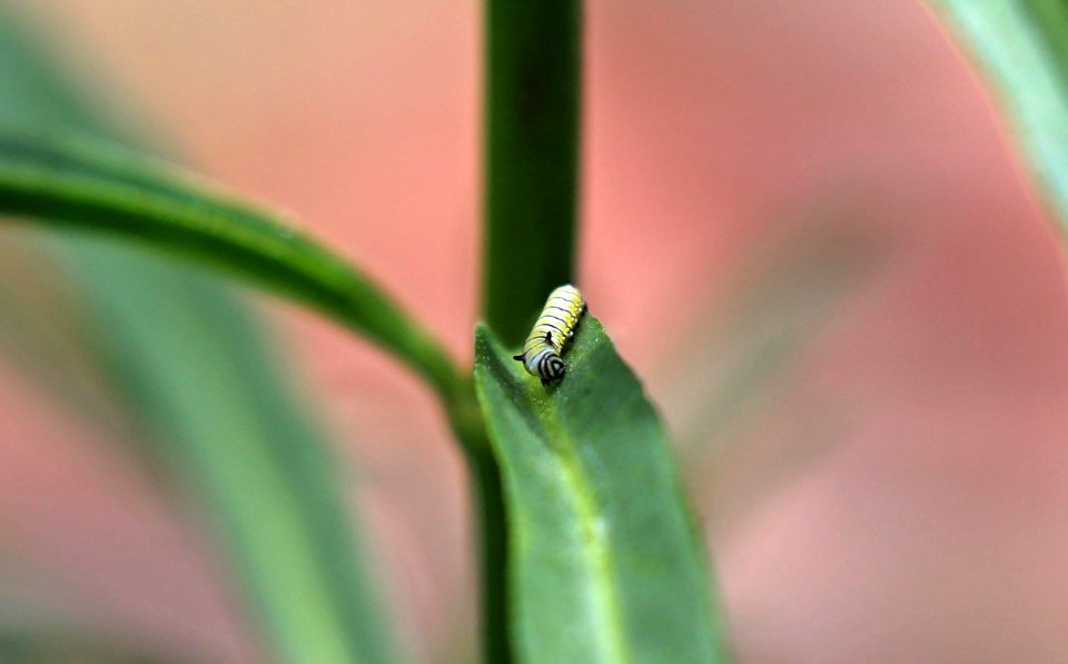Monarch caterpillar on narrow-leaf milkweed
