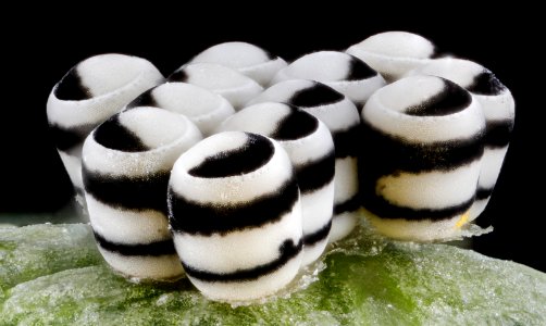 Murgantia histrionica, eggs, side 2013-03-08-14.44.21 ZS PMax
