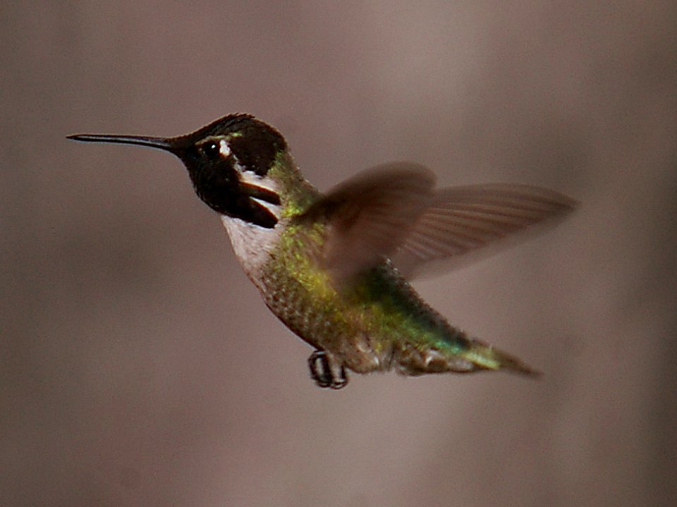 HUMMINGBIRD, COSTA'S (4-2-06) male (2)