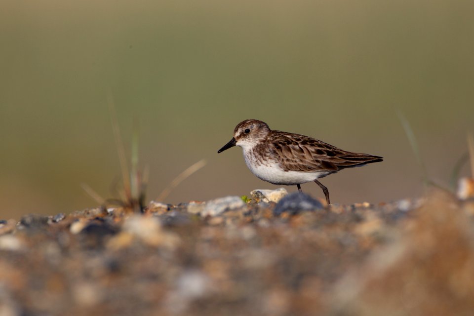 Semipalmated sandpiper foraging