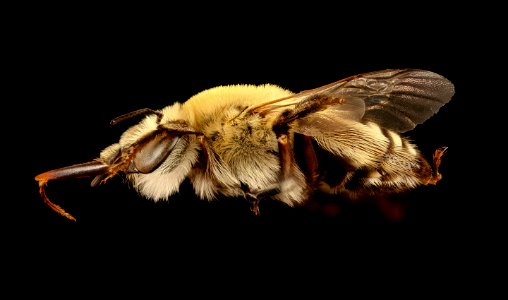 Anthophora walshii, f, left, Pennington Co., SD 2018-08-10-14.28.12 ZS PMax UDR
