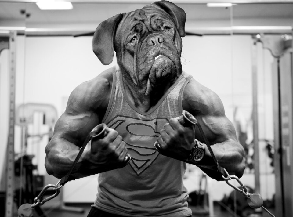 Mastiffs mastiff brown