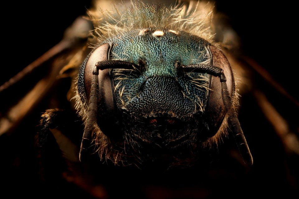 Osmia felti, f, face, centre county, PA 2017-06-20-15.27