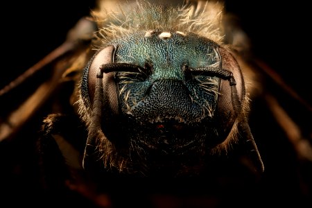 Osmia felti, f, face, centre county, PA 2017-06-20-15.27