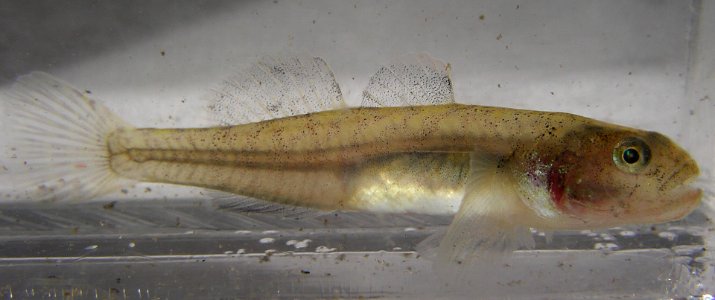 Federally endangered tidewater goby photo
