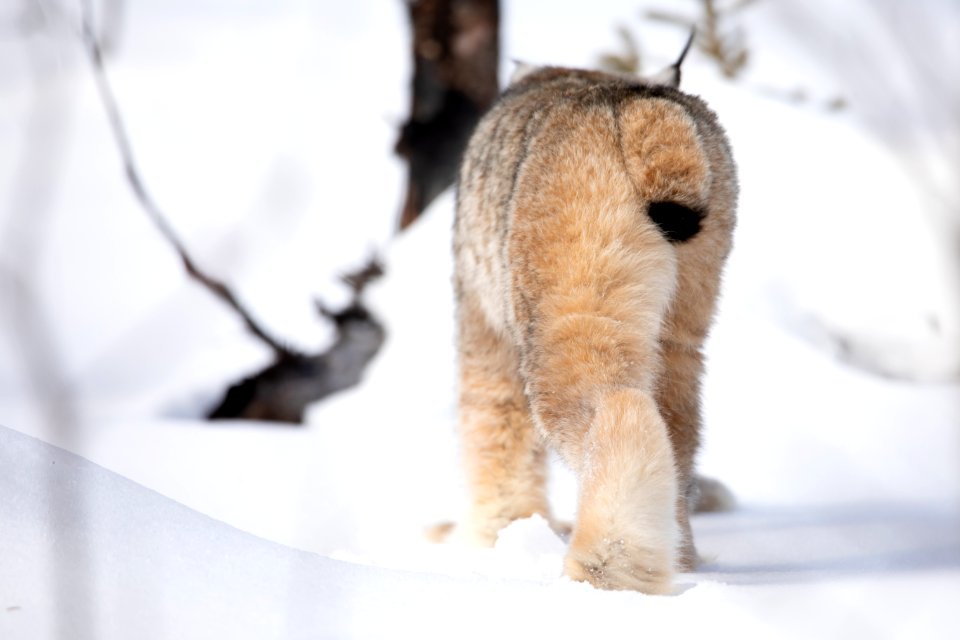 Lynx Project At Yukon Flats National Wildlife Refuge