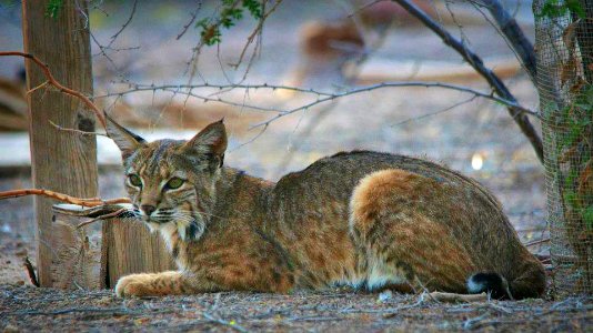 Bobcat at Sonny Bono National Wildlife Refuge