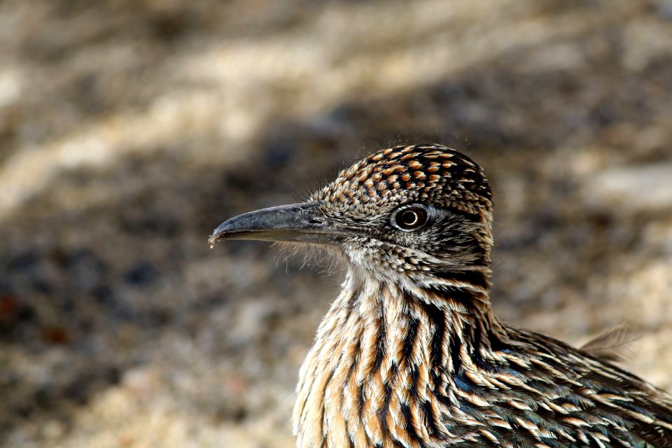 Greater roadrunner in San Bernardino County