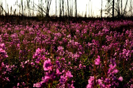 Kenai Fireweed in August