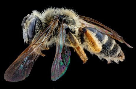 Andrena cressonii  kansensis, f, Delaware, left 2020-12-07-17.48.37 ZS PMax UDR