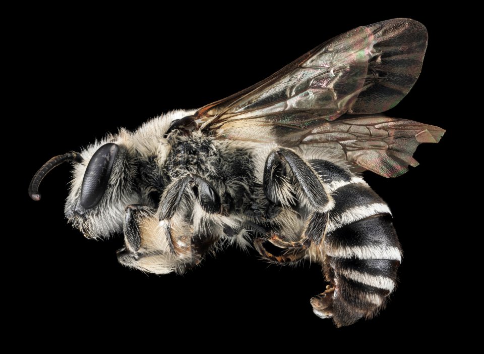 Colletes latitarsis, M, Side, MD, Baltimore 2013-06-23-19.20