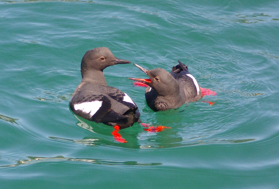 GUILLEMOT, PIGEON (5-9-09) san simeon -02