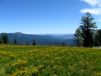 Alpine Wet Meadow in the Klamath Mountains photo