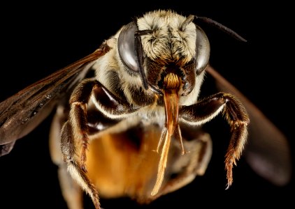 Megachile albisecta, F, Face, Greece, Aegean Islands, Lesvos, Mytilene 2015-03-10-11.55.11 ZS PMax photo