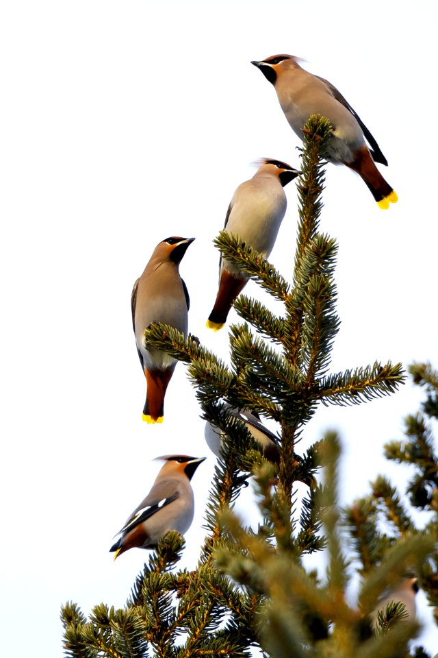 Bohemian Waxwing