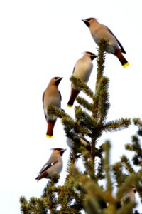 Bohemian Waxwing photo