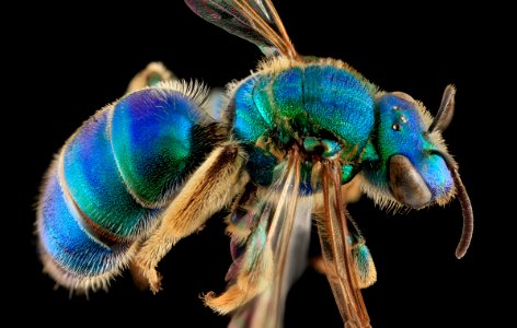 Augochloropsis sumptuosa, F, back, NC Moore County 2013-09-26-15.47.47 ZS PMax photo