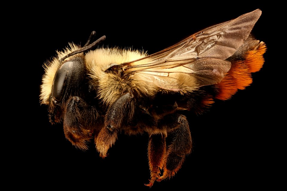 Megachile melanophaea, f, left, Mariposa, CA 2017-07-19-17.38