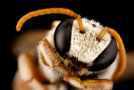 Nomia omanomano, m, oman, face 2014-08-09-19.26.02 ZS PMax photo