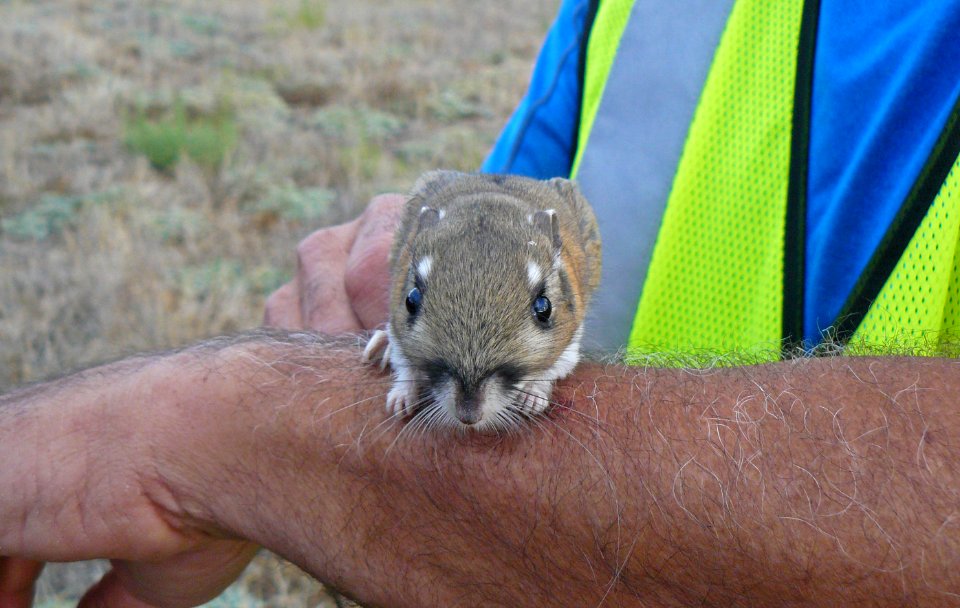 Stephens' kangaroo rat is a federally endangered species photo