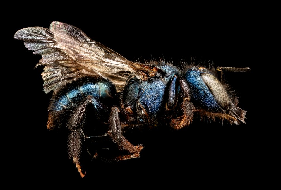 Osmia albolateralis, f, right, Mariposa, CA 2018-03-01-11.02
