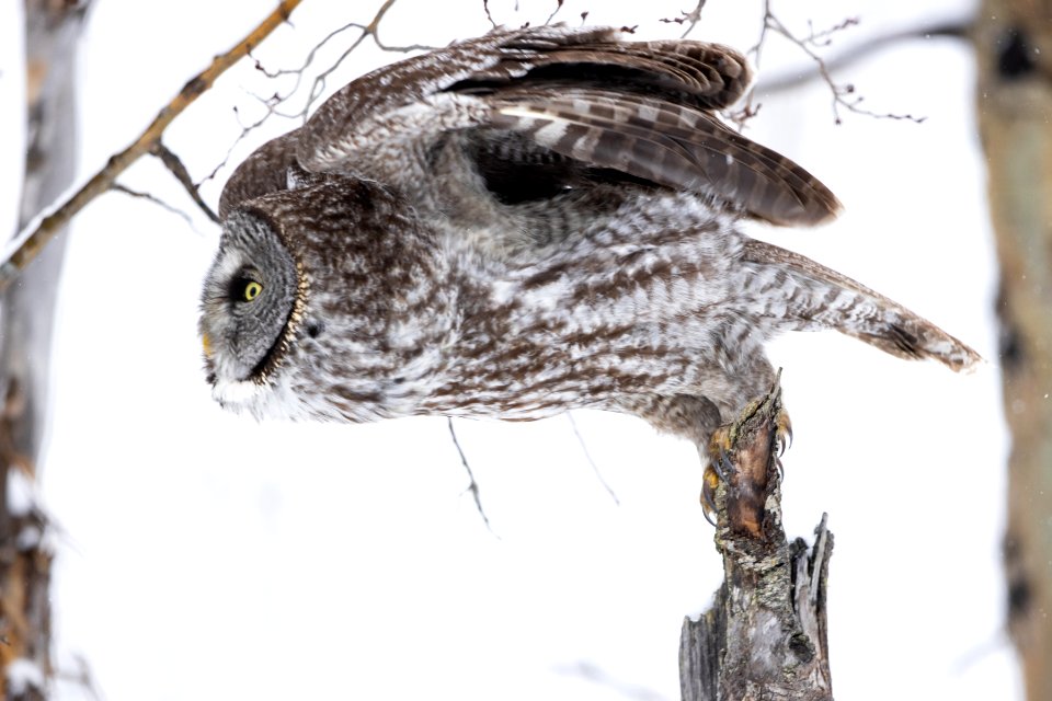 Great gray owl, Strix nebulosa.