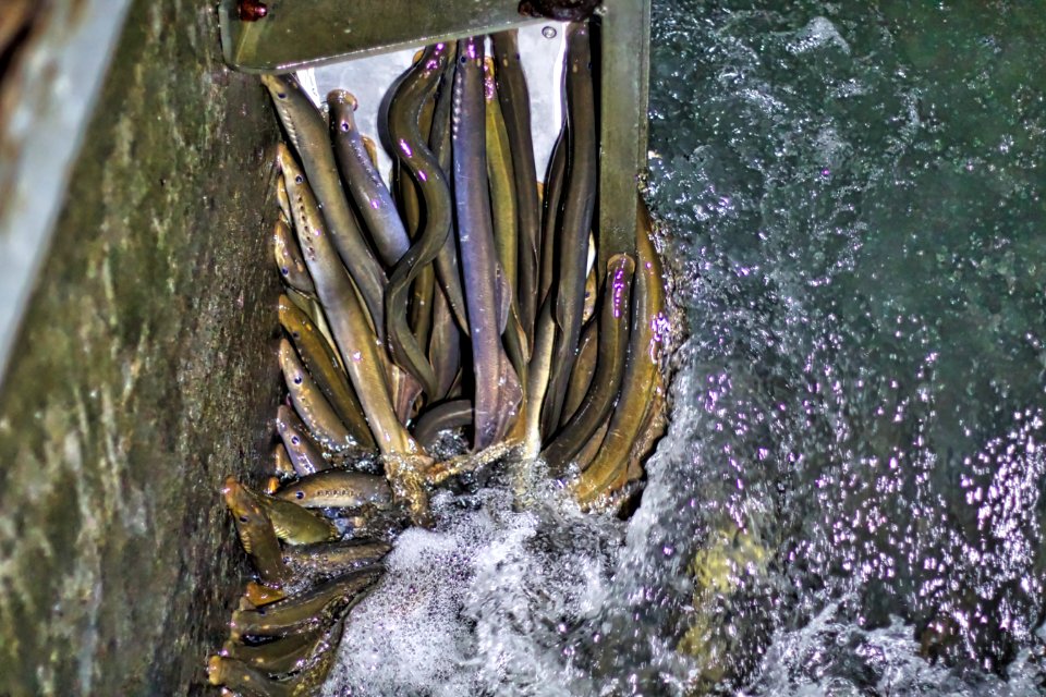 Pacific lampreys
