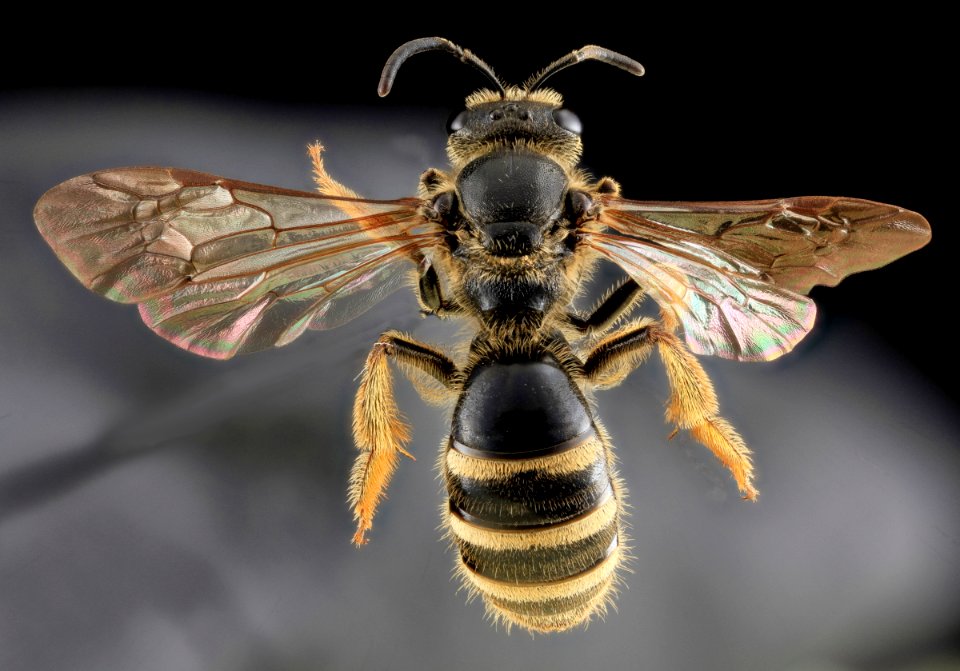 Lasioglossum fuscipenne, U, Back, PG County, Maryland 2013-06-12-16.33.01 ZS PMax