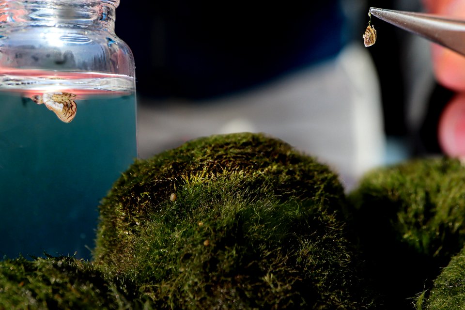 Zebra Mussels and Moss Balls