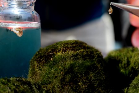 Zebra Mussels and Moss Balls
