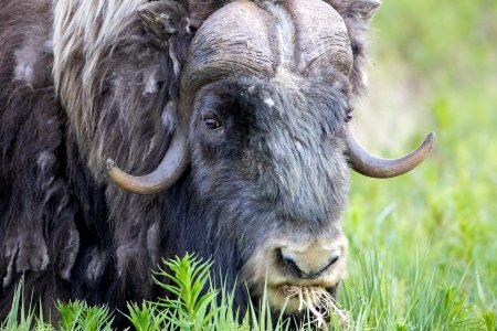 Close-up muskox