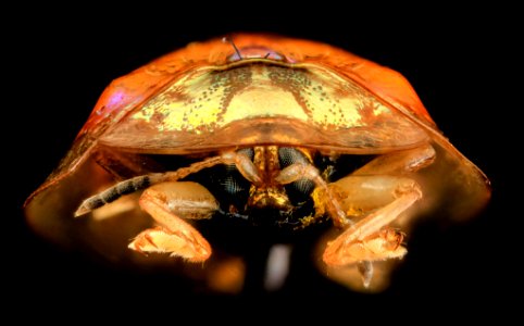 tortoise beetle, face, upper marlboro, md 2014-06-04-13.37.11 ZS PMax