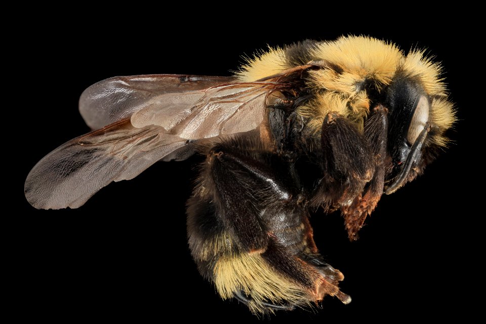 Bombus insularis, F, back, Park Co, WY 2014-01-16-10.07