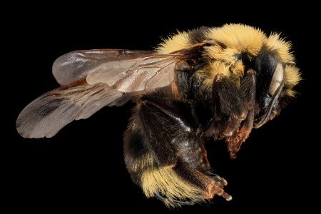 Bombus insularis, F, back, Park Co, WY 2014-01-16-10.07