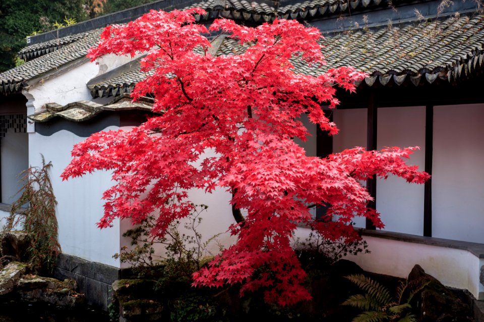 Herbst im Chinesischen Garten