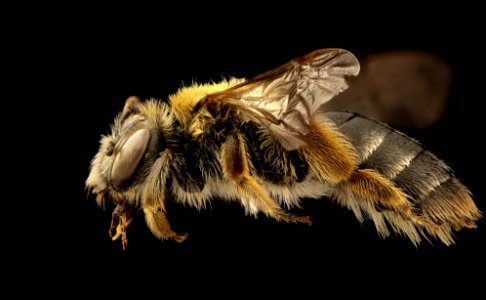 Andrena macra, f, left, Kent Co. Maryland 2019-03-22-02.07.19 ZS PMax UDR