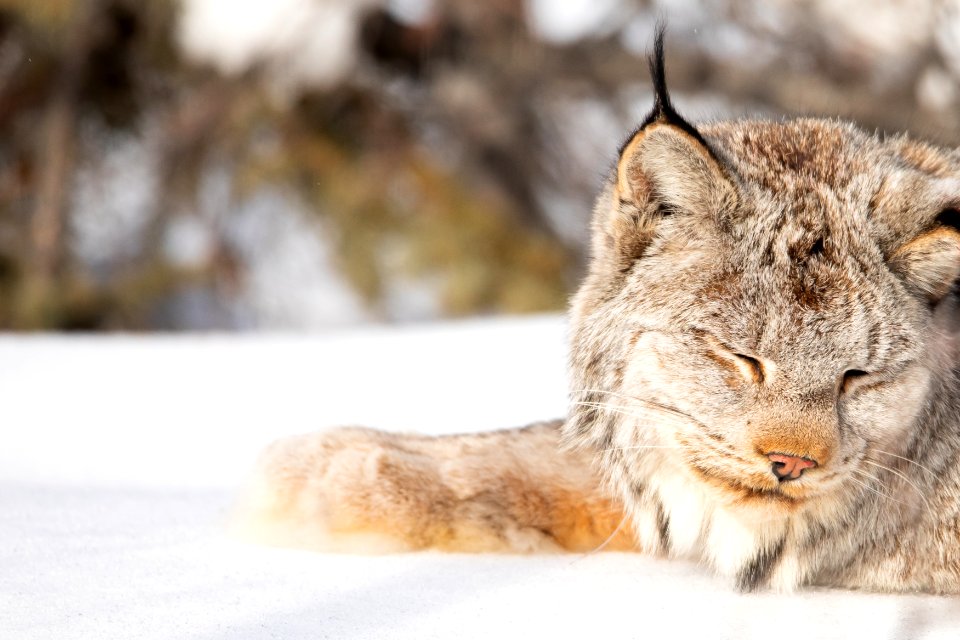 Lynx Project At Yukon Flats National Wildlife Refuge