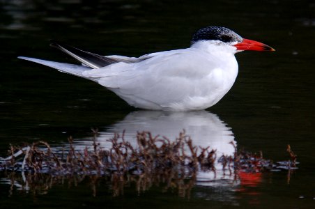 TERN, CASPIAN (1-2-07)-1 photo