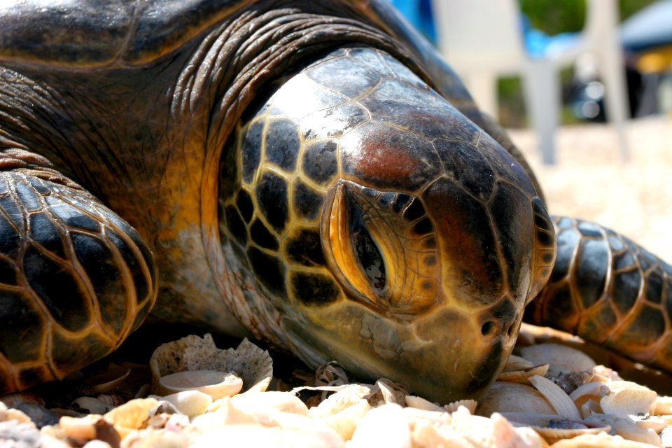 An endangered green sea turtle in Bahia Magdalena, Baja California.