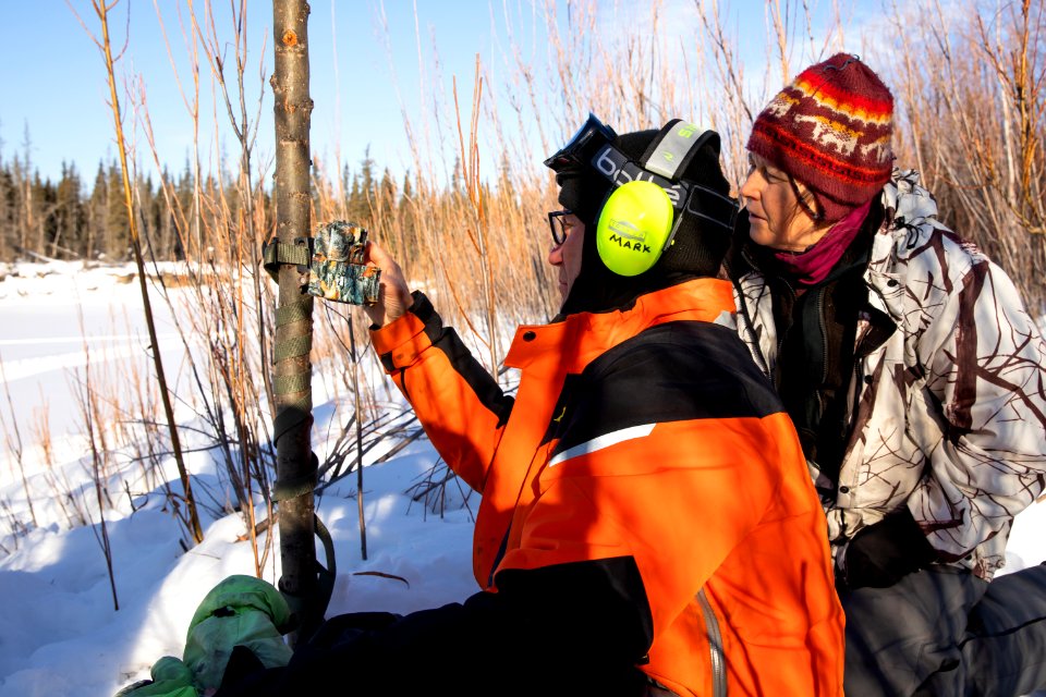 Lynx Project At Yukon Flats National Wildlife Refuge