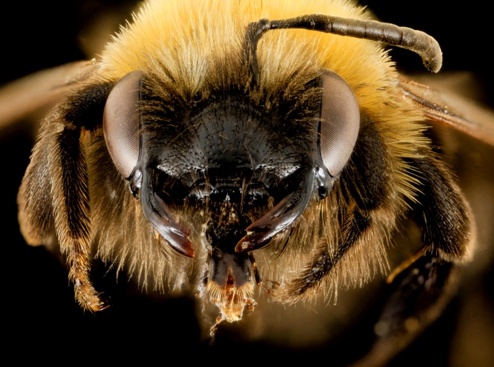 Andrena milwaukeensis, F, Face, Hancock co., Brooklin 2014-01-06-14.40.01 ZS PMax