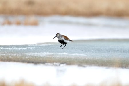 Dunlin on ice