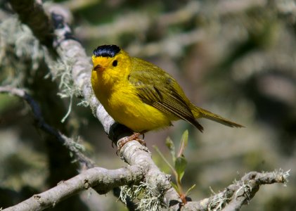WARBLER, WILSON'S (7-10-06) oso flaco lake, slo co, ca